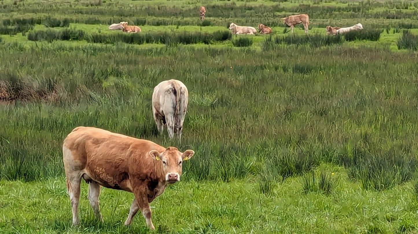 Autospeurtocht West Zeeuws-Vlaanderen