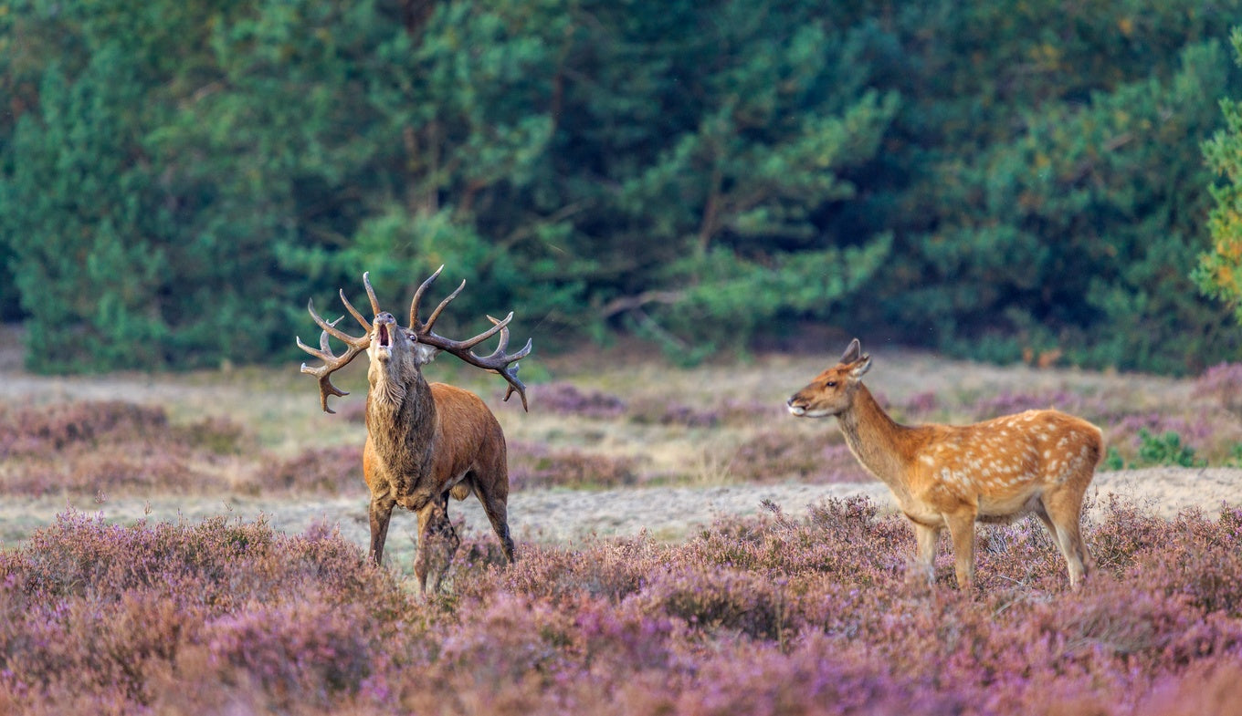 Roadtrip Zuidwest Veluwe