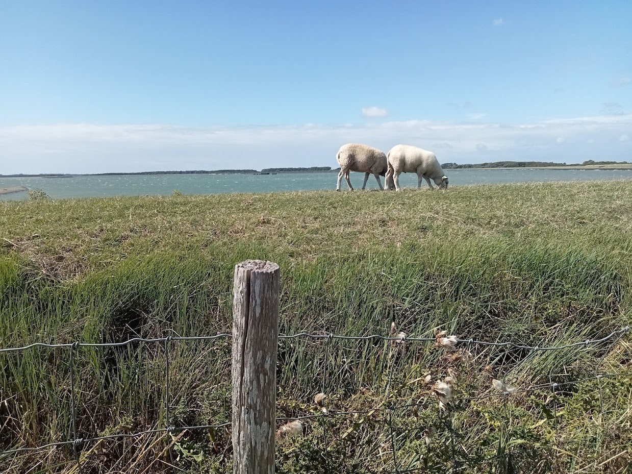 Roadtrip Schouwen Duiveland