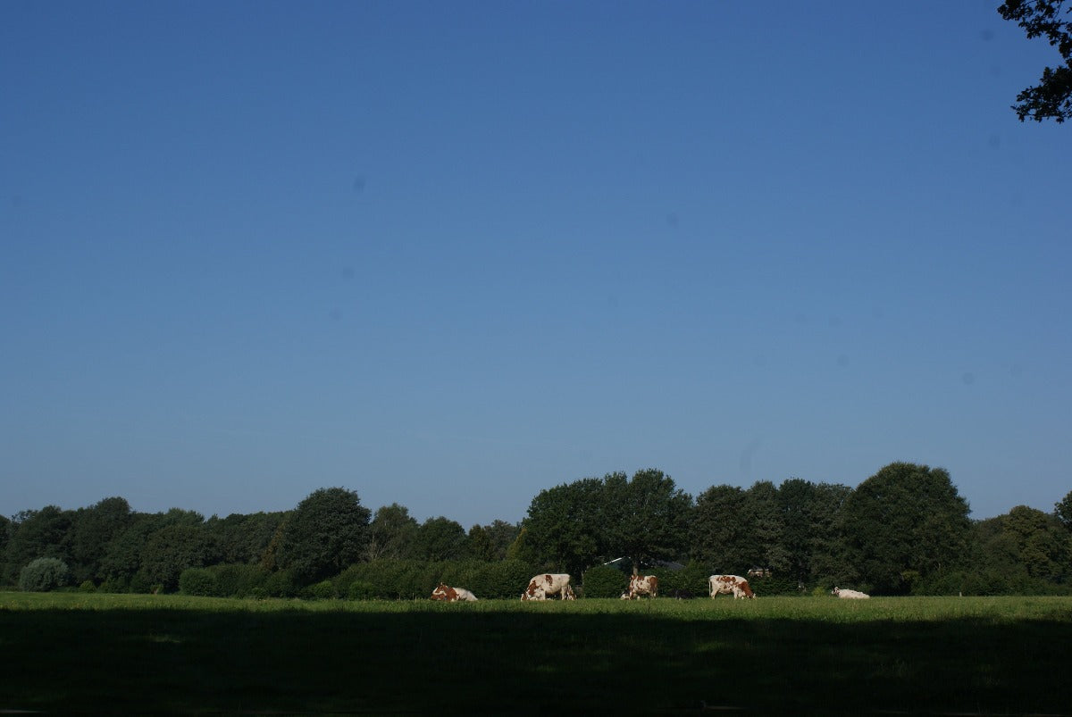 Roadtrip Achterhoek - Weiland met koeien