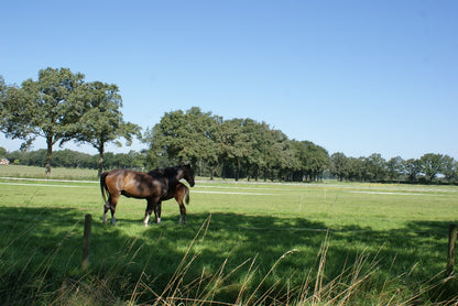 Roadtrip Achterhoek - Weiland met paarden