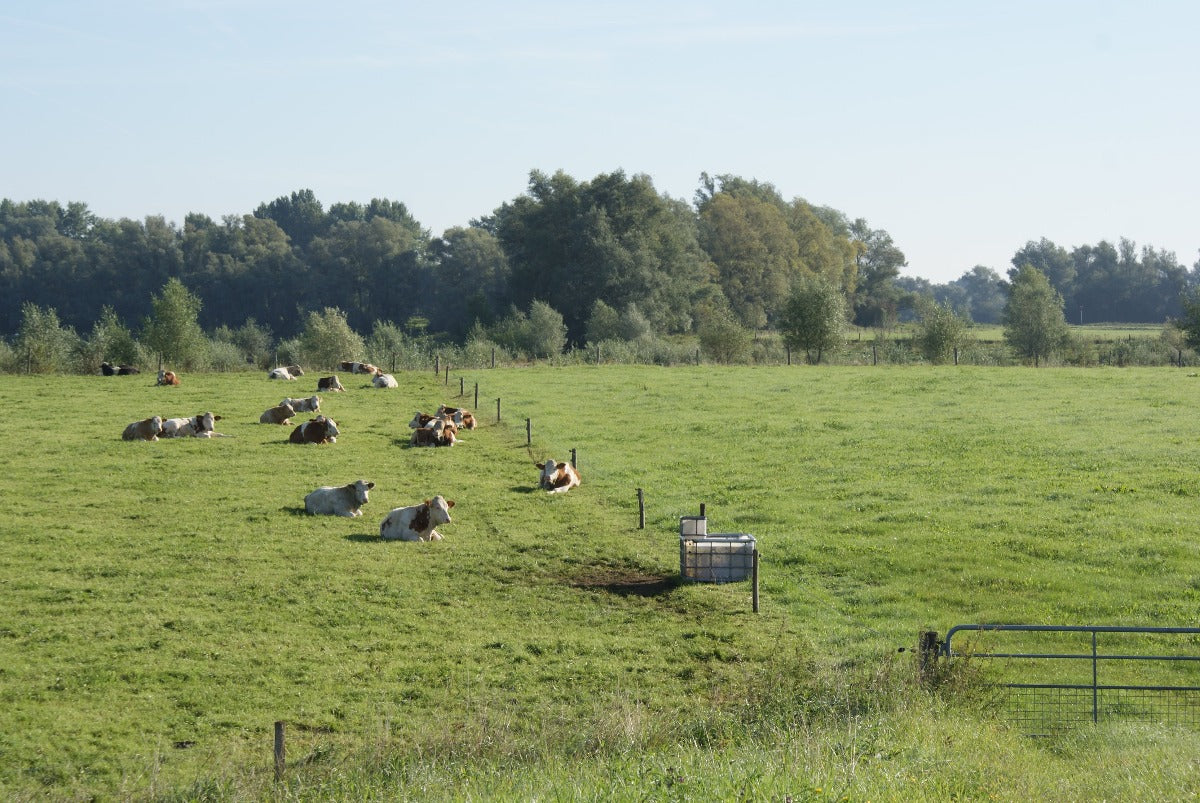 Roadtrip IJsselvallei West - koeien in de wei