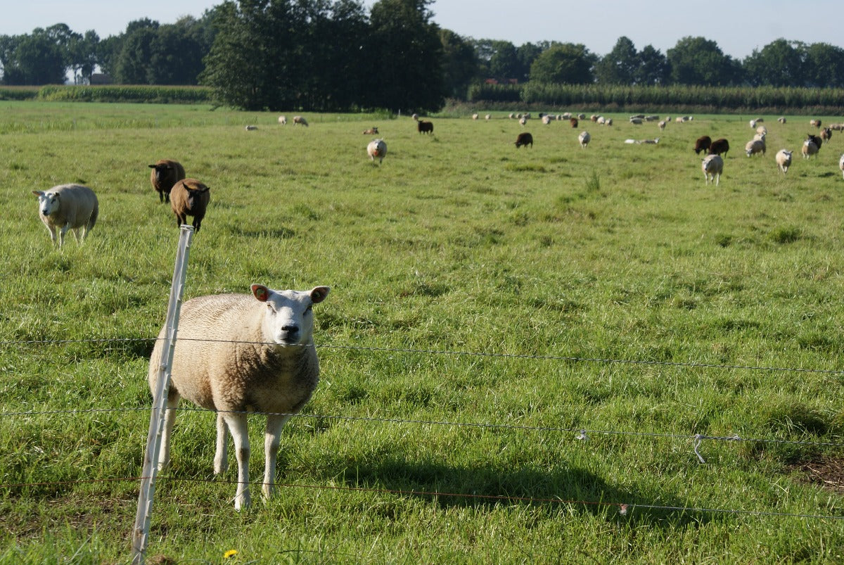 Roadtrip IJsselvallei West - nieuwsgierige schapen