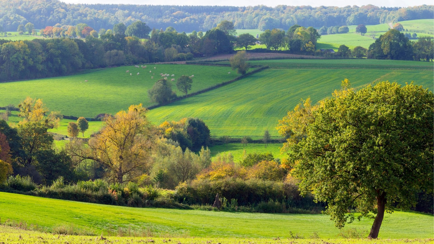 Muziektoer Limburg – Autospeurtocht met Muzikale Twist