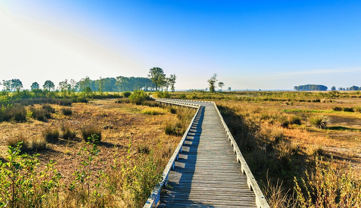 Roadtrip Dwingelderveld - rijdoor