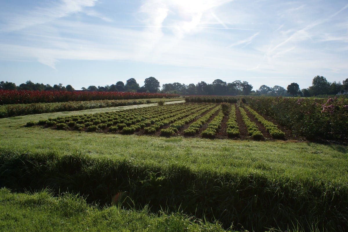 Roadtrip IJsselvallei West - rijdoor